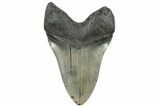 Massive, Fossil Megalodon Tooth - North Carolina #298783-2